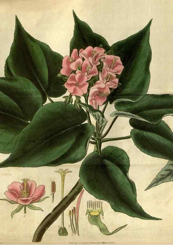 Reproducción/Reproduction 34861385150: Curtis's botanical magazine.. London ; New York [etc.] :Academic Press [etc.]