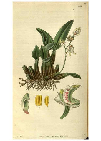 Reproducción/Reproduction 34861386970: Curtis's botanical magazine.. London ; New York [etc.] :Academic Press [etc.]