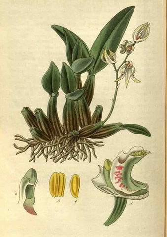 Reproducción/Reproduction 34861386970: Curtis's botanical magazine.. London ; New York [etc.] :Academic Press [etc.]