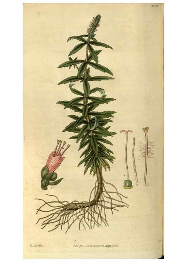 Reproducción/Reproduction 34861388480: Curtis's botanical magazine.. London ; New York [etc.] :Academic Press [etc.]