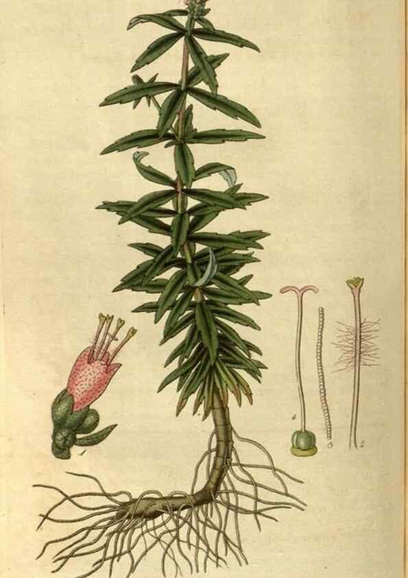 Reproducción/Reproduction 34861388480: Curtis's botanical magazine.. London ; New York [etc.] :Academic Press [etc.]