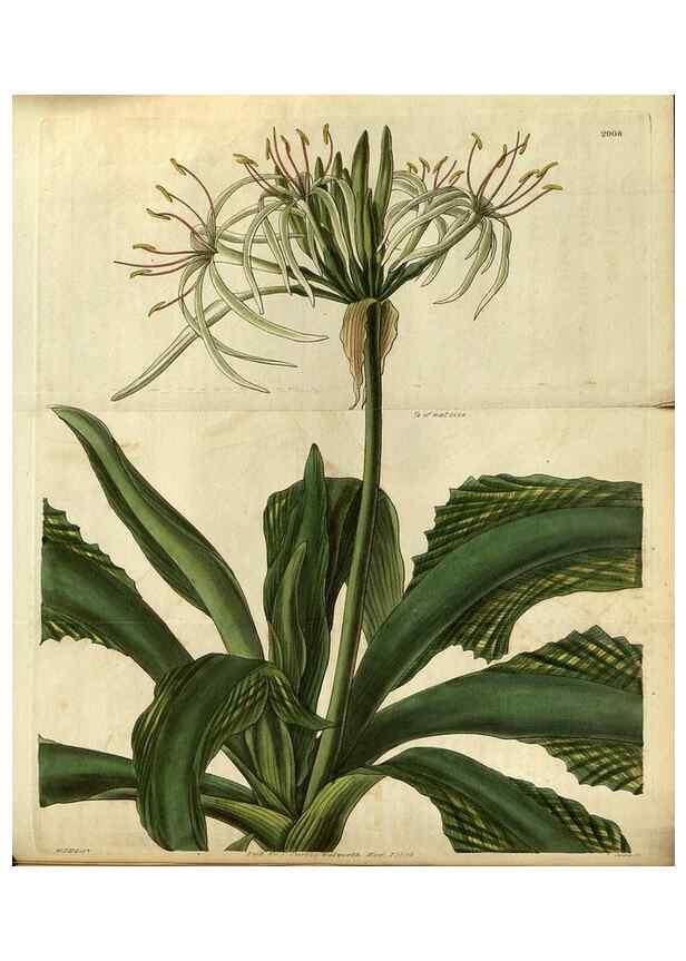 Reproducción/Reproduction 34861390070: Curtis's botanical magazine.. London ; New York [etc.] :Academic Press [etc.]