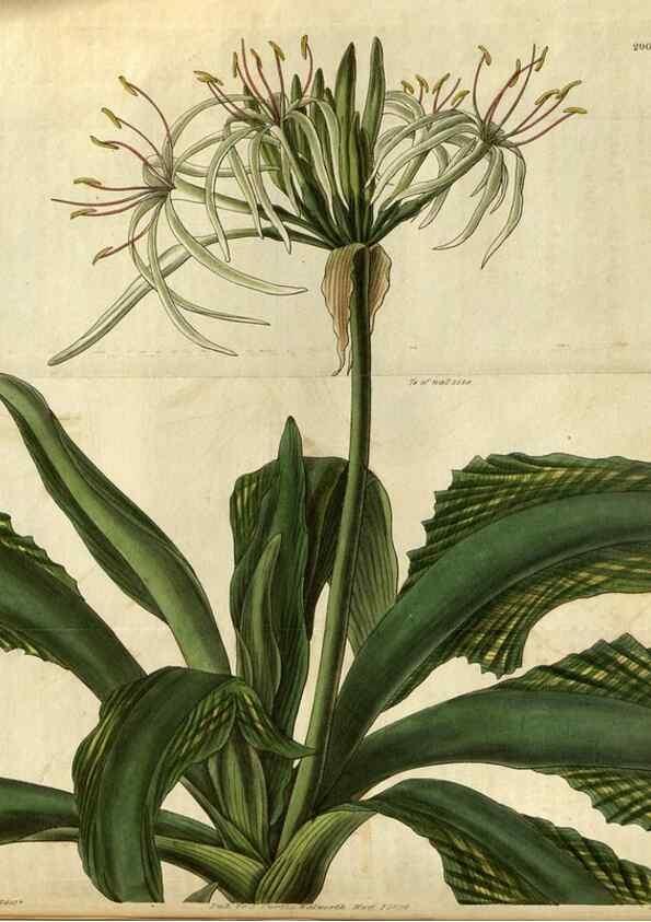 Reproducción/Reproduction 34861390070: Curtis's botanical magazine.. London ; New York [etc.] :Academic Press [etc.]