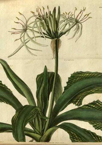 Reproducción/Reproduction 34861390070: Curtis's botanical magazine.. London ; New York [etc.] :Academic Press [etc.]