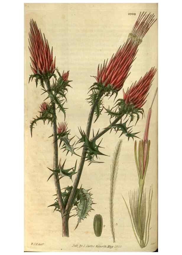 Reproducción/Reproduction 34861391750: Curtis's botanical magazine.. London ; New York [etc.] :Academic Press [etc.]