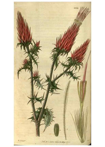 Reproducción/Reproduction 34861391750: Curtis's botanical magazine.. London ; New York [etc.] :Academic Press [etc.]