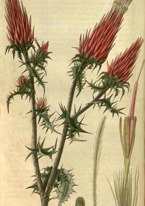 Reproducción/Reproduction 34861391750: Curtis's botanical magazine.. London ; New York [etc.] :Academic Press [etc.]