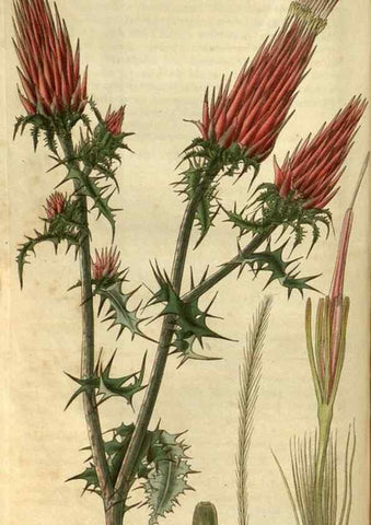 Reproducción/Reproduction 34861391750: Curtis's botanical magazine.. London ; New York [etc.] :Academic Press [etc.]