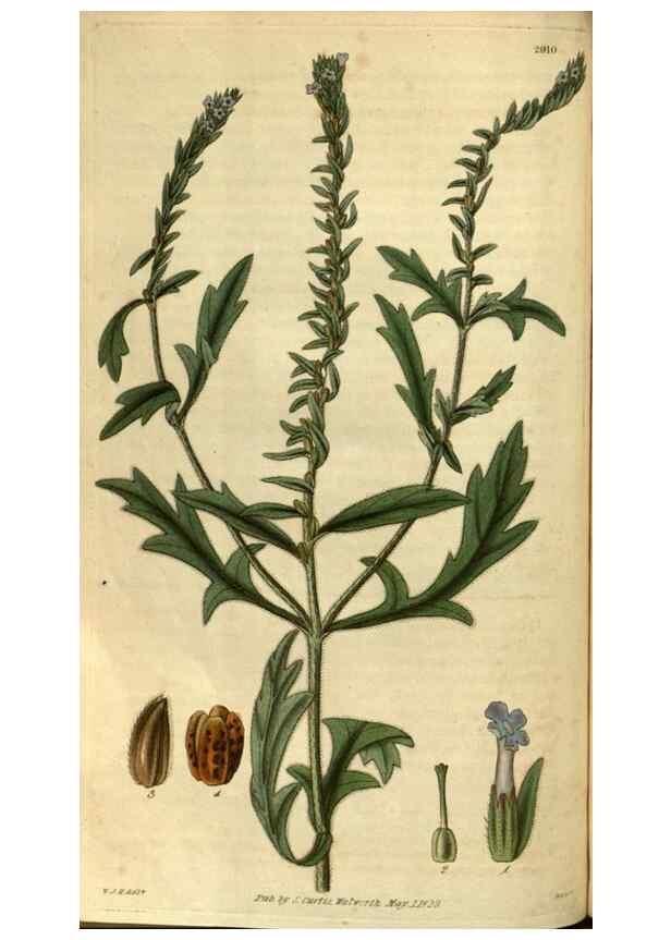 Reproducción/Reproduction 34861393120: Curtis's botanical magazine.. London ; New York [etc.] :Academic Press [etc.]