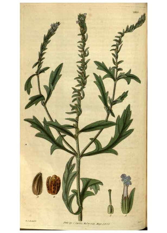 Reproducción/Reproduction 34861393120: Curtis's botanical magazine.. London ; New York [etc.] :Academic Press [etc.]