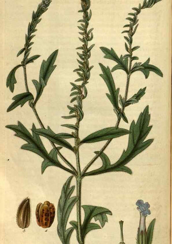 Reproducción/Reproduction 34861393120: Curtis's botanical magazine.. London ; New York [etc.] :Academic Press [etc.]
