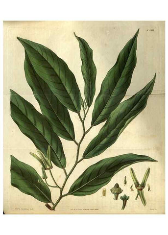 Reproducción/Reproduction 34861394180: Curtis's botanical magazine.. London ; New York [etc.] :Academic Press [etc.]