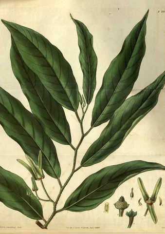 Reproducción/Reproduction 34861394180: Curtis's botanical magazine.. London ; New York [etc.] :Academic Press [etc.]