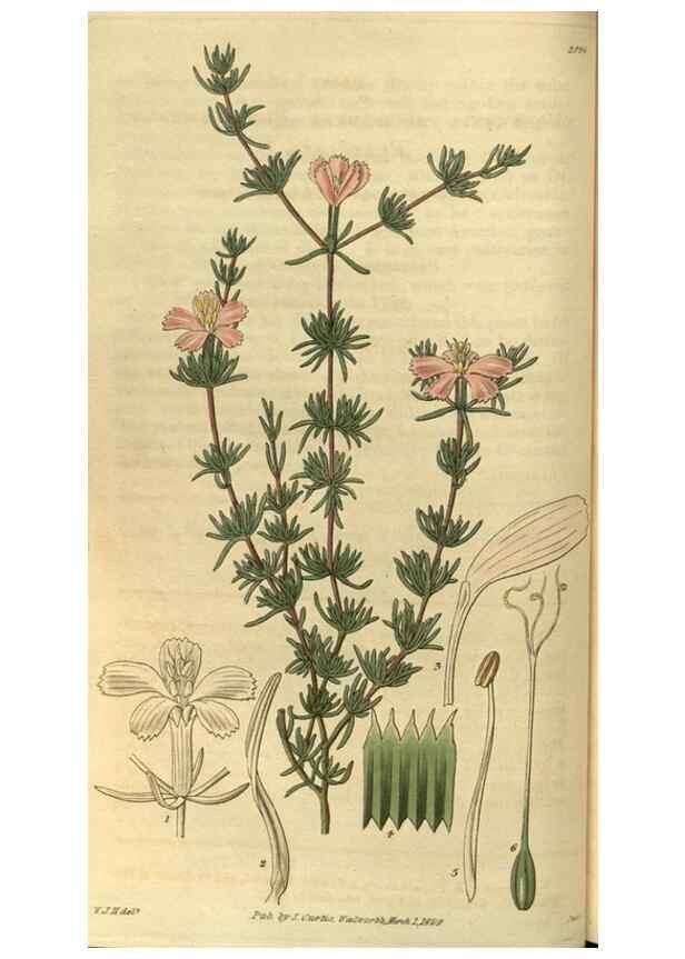 Reproducción/Reproduction 34439345263: Curtis's botanical magazine.. London ; New York [etc.] :Academic Press [etc.]