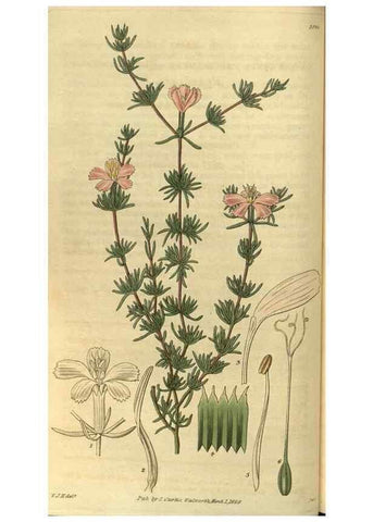 Reproducción/Reproduction 34439345263: Curtis's botanical magazine.. London ; New York [etc.] :Academic Press [etc.]