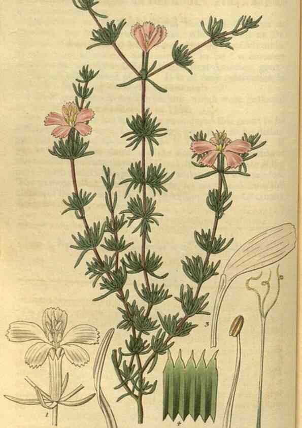 Reproducción/Reproduction 34439345263: Curtis's botanical magazine.. London ; New York [etc.] :Academic Press [etc.]