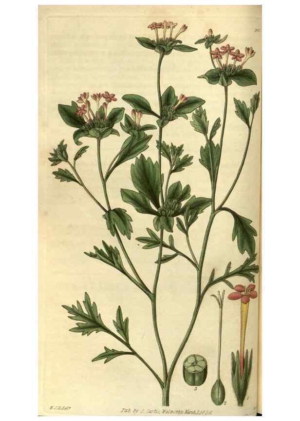Reproducción/Reproduction 35208415726: Curtis's botanical magazine.. London ; New York [etc.] :Academic Press [etc.]