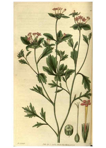 Reproducción/Reproduction 35208415726: Curtis's botanical magazine.. London ; New York [etc.] :Academic Press [etc.]