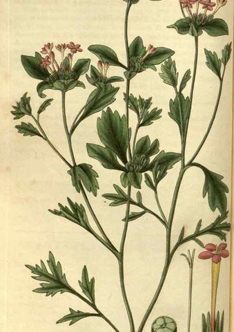 Reproducción/Reproduction 35208415726: Curtis's botanical magazine.. London ; New York [etc.] :Academic Press [etc.]