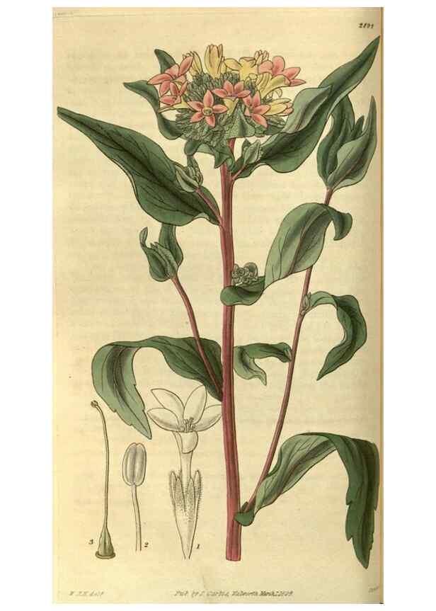 Reproducción/Reproduction 34404402294: Curtis's botanical magazine.. London ; New York [etc.] :Academic Press [etc.]