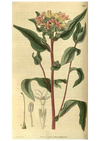 Reproducción/Reproduction 34404402294: Curtis's botanical magazine.. London ; New York [etc.] :Academic Press [etc.]