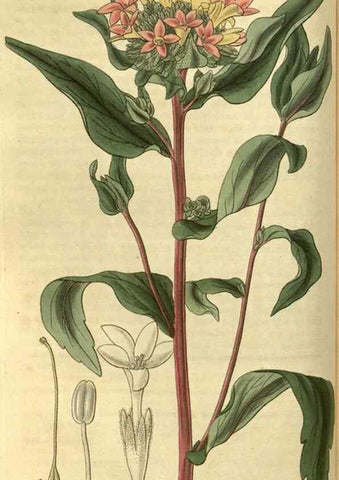 Reproducción/Reproduction 34404402294: Curtis's botanical magazine.. London ; New York [etc.] :Academic Press [etc.]
