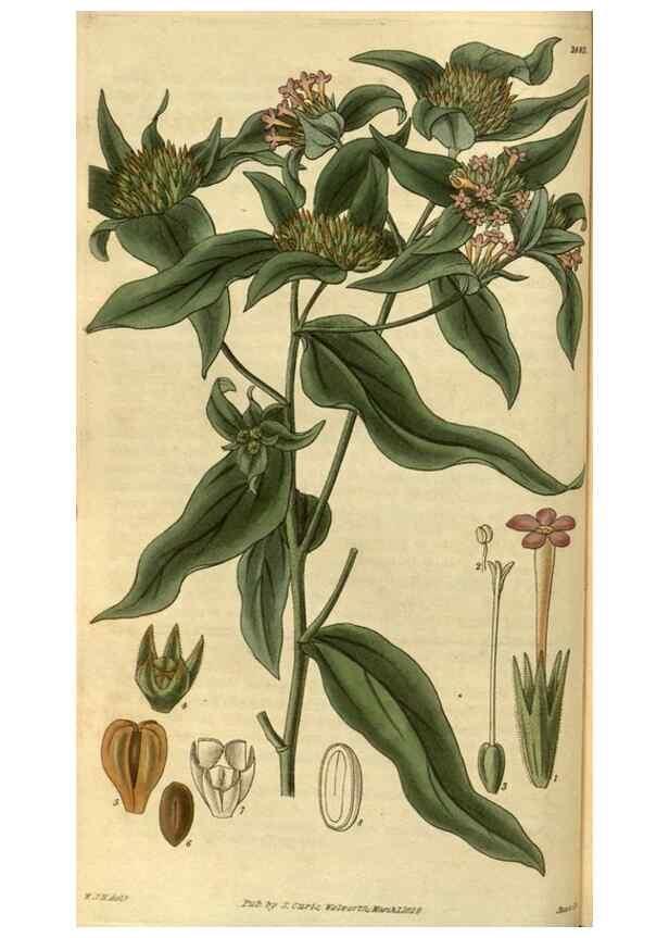 Reproducción/Reproduction 35248332485: Curtis's botanical magazine.. London ; New York [etc.] :Academic Press [etc.]