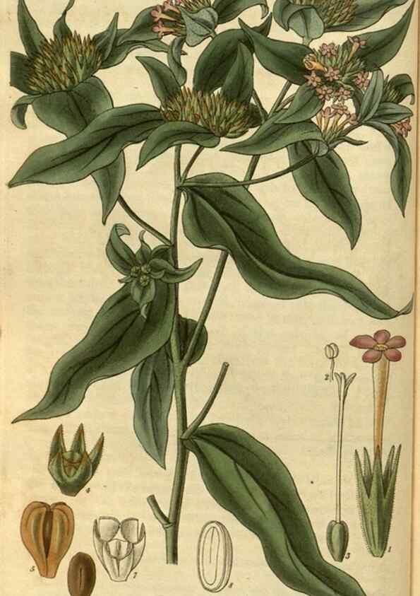 Reproducción/Reproduction 35248332485: Curtis's botanical magazine.. London ; New York [etc.] :Academic Press [etc.]