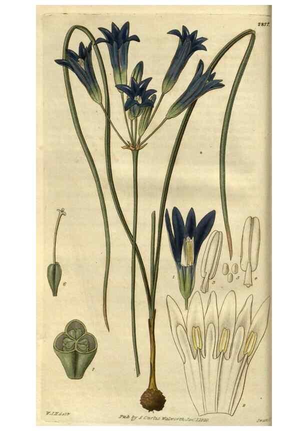 Reproducción/Reproduction 34404369454: Curtis's botanical magazine.. London ; New York [etc.] :Academic Press [etc.]