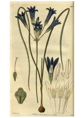 Reproducción/Reproduction 34404369454: Curtis's botanical magazine.. London ; New York [etc.] :Academic Press [etc.]