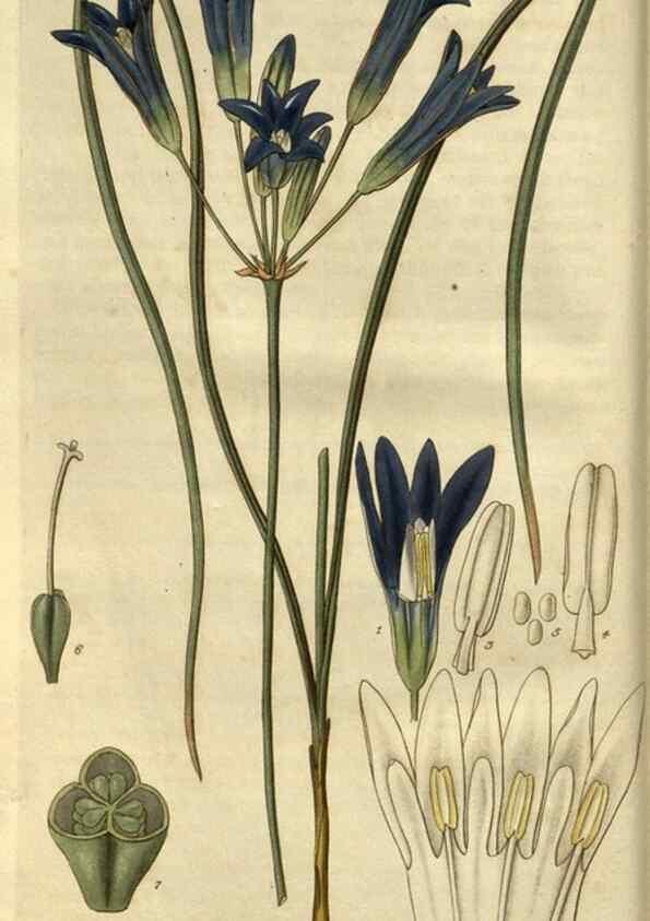 Reproducción/Reproduction 34404369454: Curtis's botanical magazine.. London ; New York [etc.] :Academic Press [etc.]