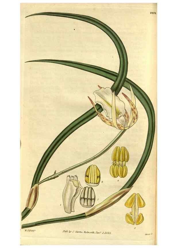 Reproducción/Reproduction 35083011822: Curtis's botanical magazine.. London ; New York [etc.] :Academic Press [etc.]