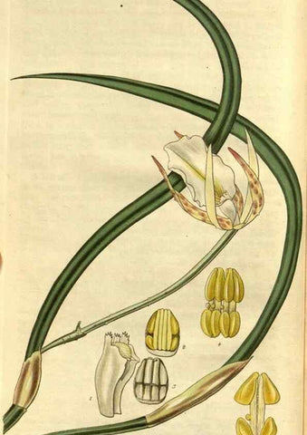 Reproducción/Reproduction 35083011822: Curtis's botanical magazine.. London ; New York [etc.] :Academic Press [etc.]