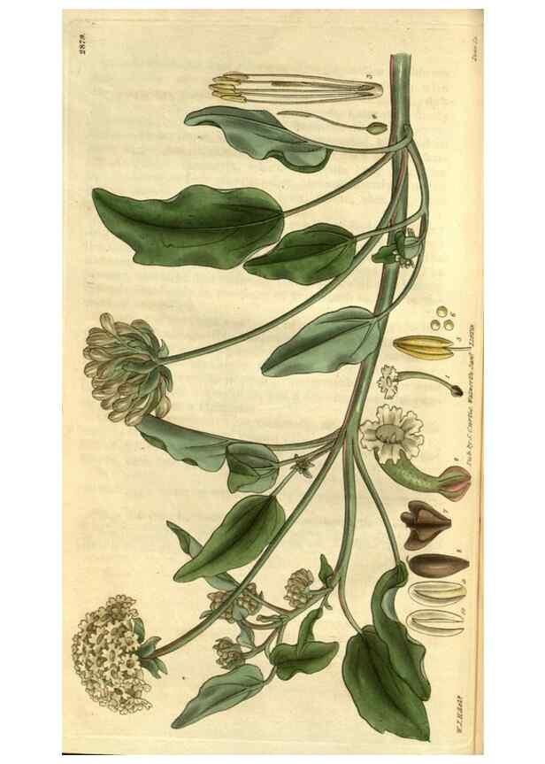 Reproducción/Reproduction 35083016202: Curtis's botanical magazine.. London ; New York [etc.] :Academic Press [etc.]