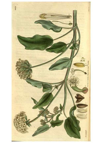 Reproducción/Reproduction 35083016202: Curtis's botanical magazine.. London ; New York [etc.] :Academic Press [etc.]