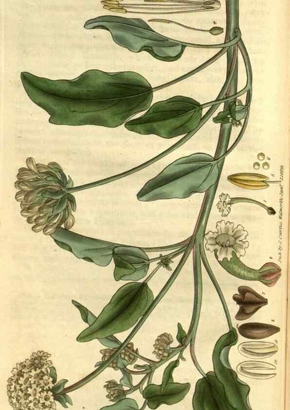 Reproducción/Reproduction 35083016202: Curtis's botanical magazine.. London ; New York [etc.] :Academic Press [etc.]
