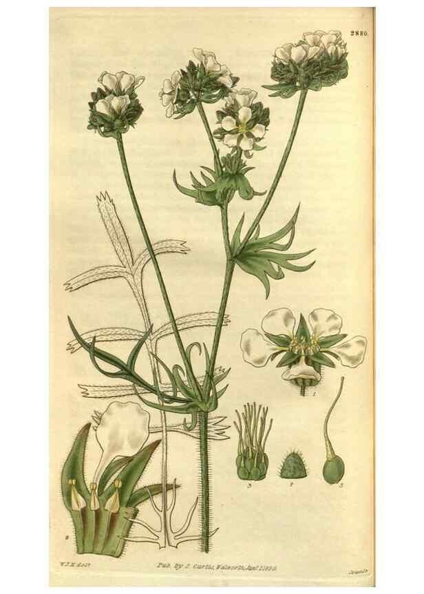 Reproducción/Reproduction 35083020332: Curtis's botanical magazine.. London ; New York [etc.] :Academic Press [etc.]