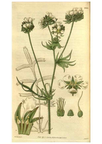 Reproducción/Reproduction 35083020332: Curtis's botanical magazine.. London ; New York [etc.] :Academic Press [etc.]