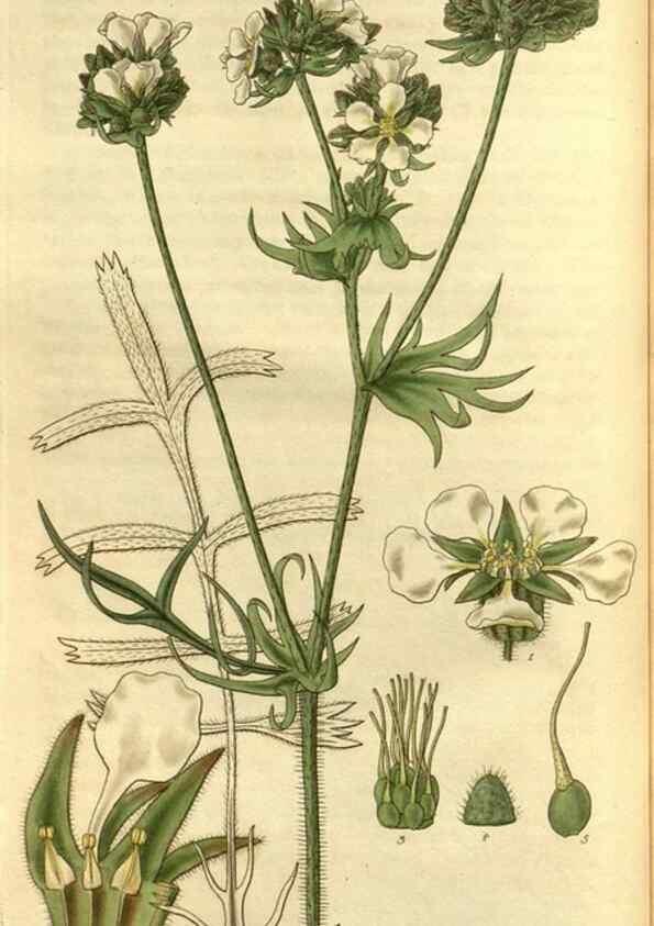 Reproducción/Reproduction 35083020332: Curtis's botanical magazine.. London ; New York [etc.] :Academic Press [etc.]