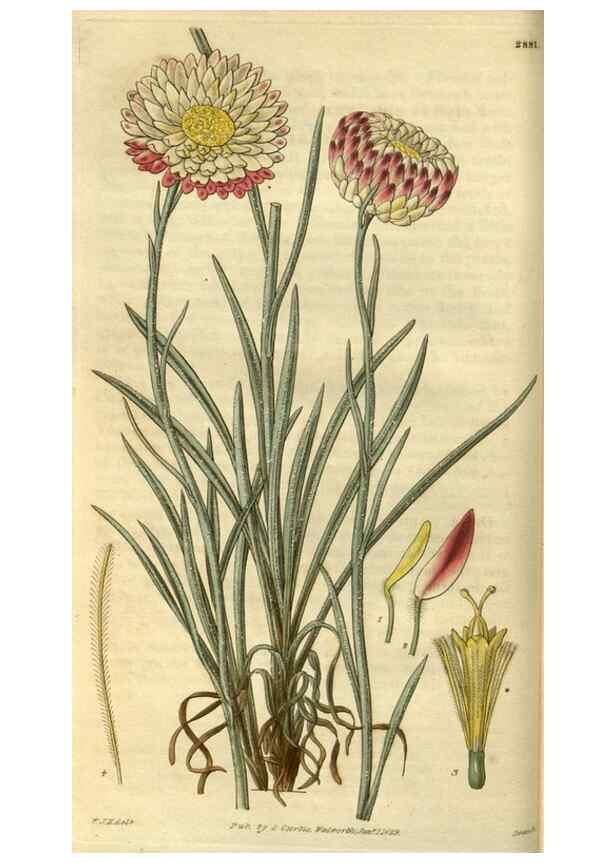 Reproducción/Reproduction 35083024182: Curtis's botanical magazine.. London ; New York [etc.] :Academic Press [etc.]