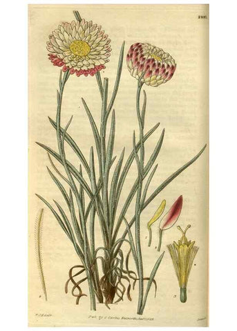 Reproducción/Reproduction 35083024182: Curtis's botanical magazine.. London ; New York [etc.] :Academic Press [etc.]