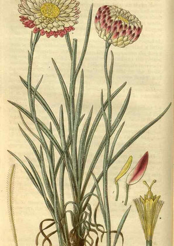 Reproducción/Reproduction 35083024182: Curtis's botanical magazine.. London ; New York [etc.] :Academic Press [etc.]