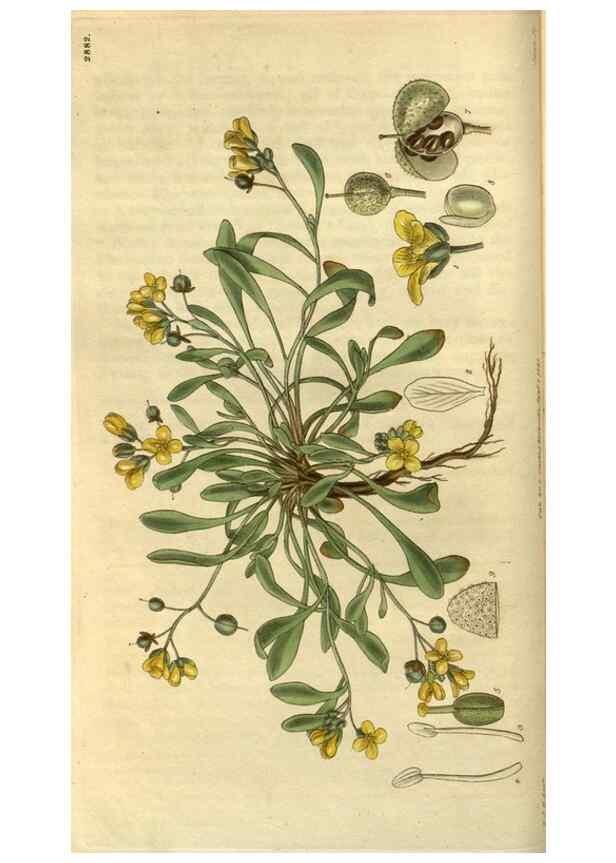 Reproducción/Reproduction 35083027542: Curtis's botanical magazine.. London ; New York [etc.] :Academic Press [etc.]