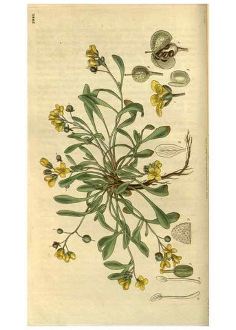 Reproducción/Reproduction 35083027542: Curtis's botanical magazine.. London ; New York [etc.] :Academic Press [etc.]