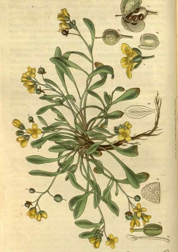 Reproducción/Reproduction 35083027542: Curtis's botanical magazine.. London ; New York [etc.] :Academic Press [etc.]