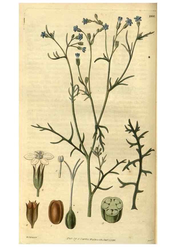 Reproducción/Reproduction 35083031012: Curtis's botanical magazine.. London ; New York [etc.] :Academic Press [etc.]