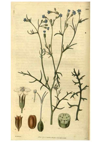 Reproducción/Reproduction 35083031012: Curtis's botanical magazine.. London ; New York [etc.] :Academic Press [etc.]