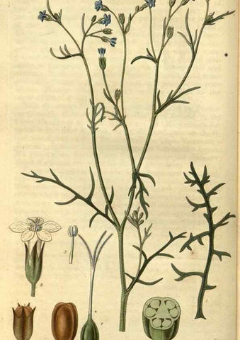Reproducción/Reproduction 35083031012: Curtis's botanical magazine.. London ; New York [etc.] :Academic Press [etc.]