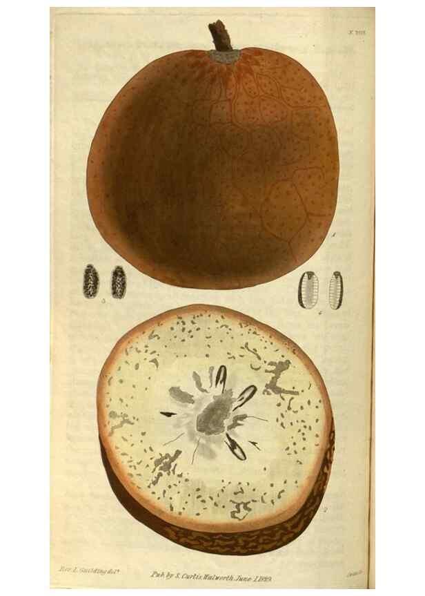 Reproducción/Reproduction 34404428464: Curtis's botanical magazine.. London ; New York [etc.] :Academic Press [etc.]