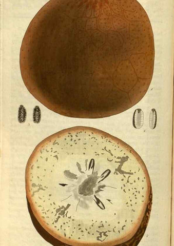 Reproducción/Reproduction 34404428464: Curtis's botanical magazine.. London ; New York [etc.] :Academic Press [etc.]